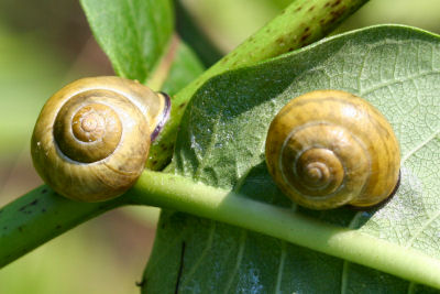 snails on milkweed