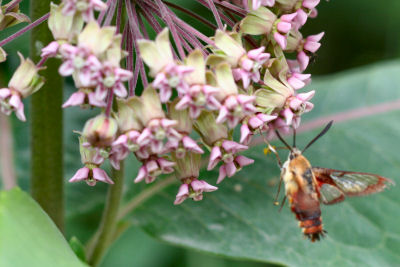 Hummingbird Clearwing