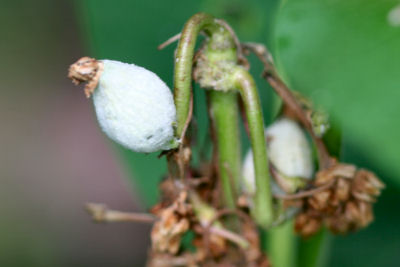 young milkweed pods with dead blossoms