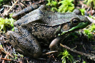 Green Frog in Bloomingdale Bog