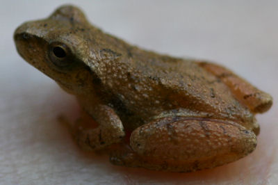 Northern Spring Peeper