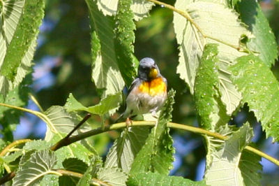 Northern Parula