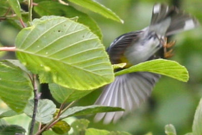 Northern Parula diving for cover