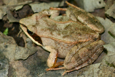 Wood Frog