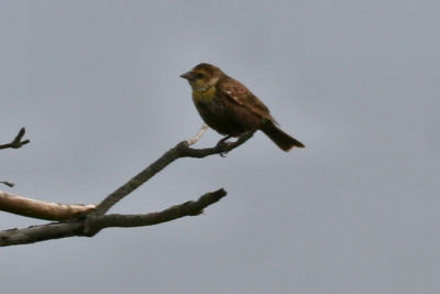 Yellow-headed Blackbird on branch