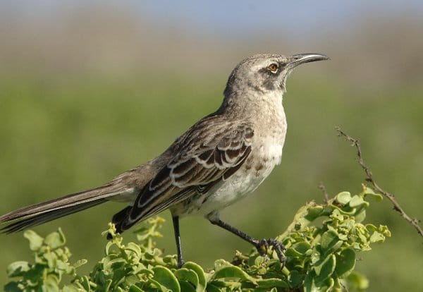 What is a Mockingbird? - 10,000 Birds