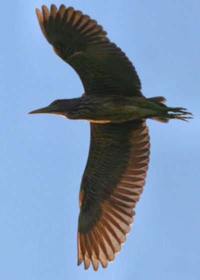 juvenile Black-crowned Night Heron