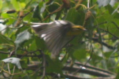Blackburnian Warbler in flight