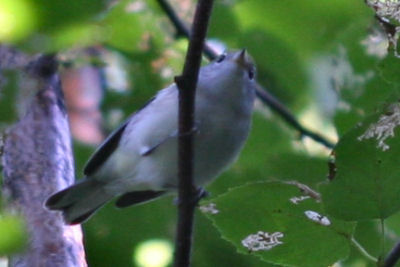 juvenile Chestnut-sided Warbler