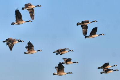Canada Geese in flight at Montezuma NWR