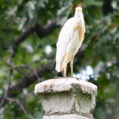 I am the angel of birders!