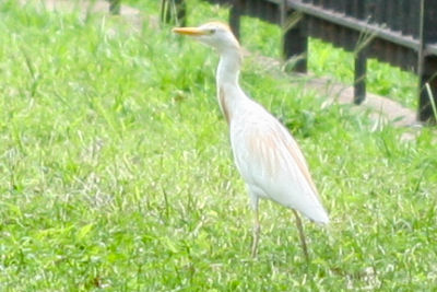 Cattle Egret