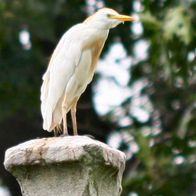 Okay, I'm just a bird on a grave...