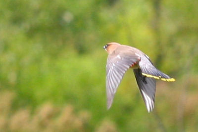 Cedar Waxwing flycatching