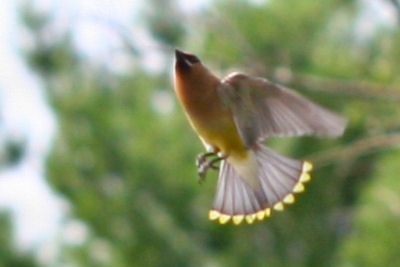 tail spread for maneuverability