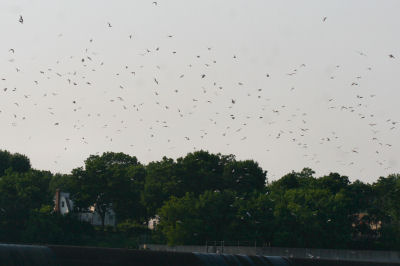 gulls put up by Bald Eagle