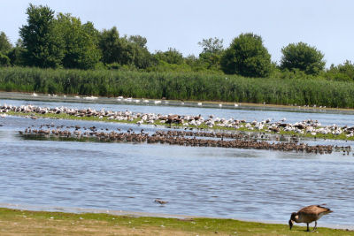 lots o' birds at Jamaica Bay