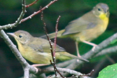 two little yellowthroats