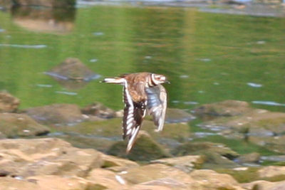 Killdeer