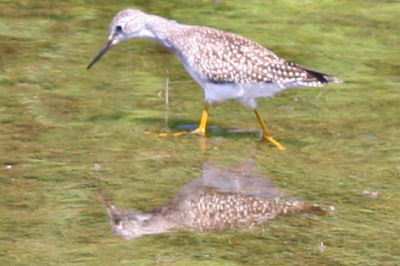 Lesser Yellowlegs at Delta Lake