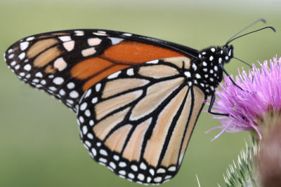 Monarch Butterfly on Great Burdock