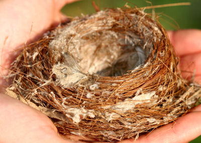 unknown nest