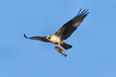 Osprey with prey at Montezuma NWR