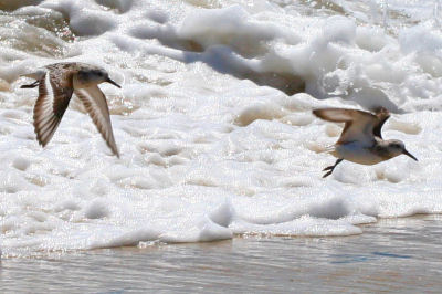 two Sanderlings in flight