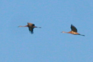 more a record shot than a great pic, but they're Sandhill Cranes!