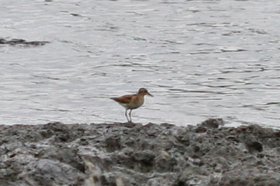 unknown shorebird 2