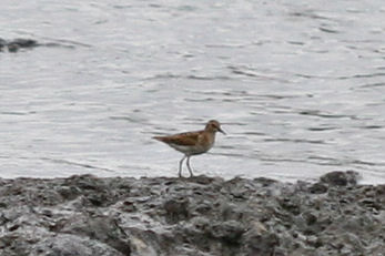 unknown shorebird