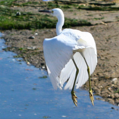 Snowy Egret taking off