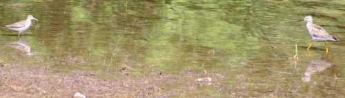 Solitary Sandpiper and Lesser Yellowlegs at Delta Lake