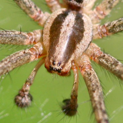 spider close-up