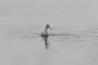 spinning Wilson's Phalarope