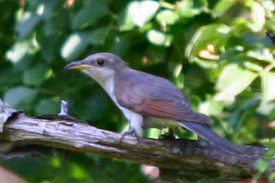 Yellow-billed Cuckoo