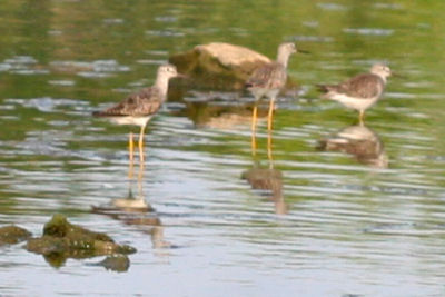 yellowlegs