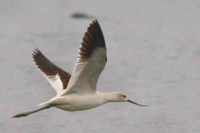 American Avocet in flight