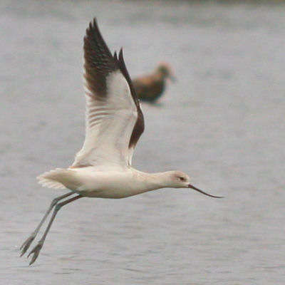 American Avocet taking off