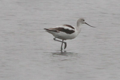 American Avocet