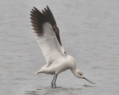 American Avocet stretching