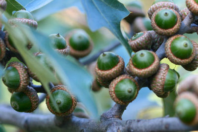 Scrub Oak acorns