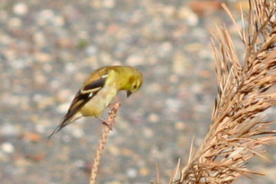 American Goldfinch at the Tech Park