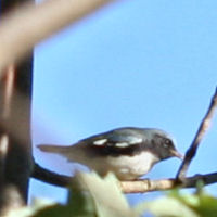 Black-throated Blue Warbler