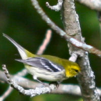 Black-throated Green Warbler