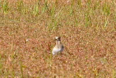 Baird's Sandpiper