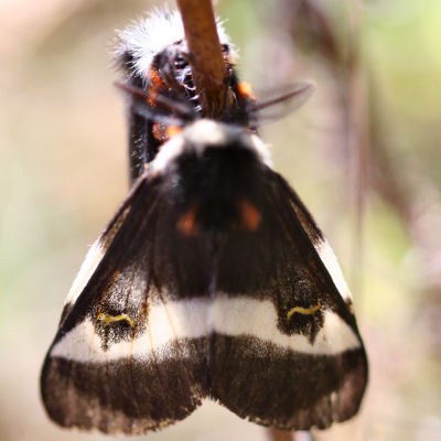 Buck Moth back view