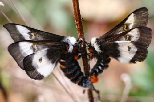 Buck Moths getting buck wild