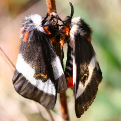 Buck Moths