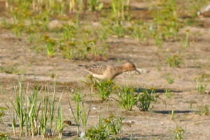 actual Buff-breasted Sandpiper